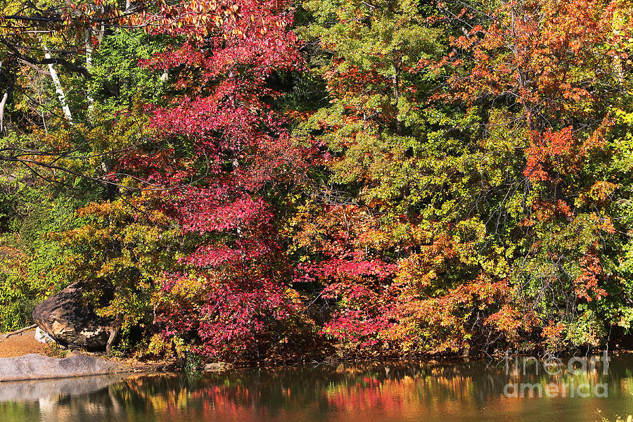 Central Park Fall Colors Photograph by Steven Spak