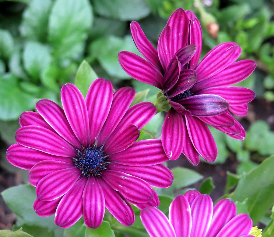 Central Park Flowers Photograph by Carolyn Fletcher - Fine Art America