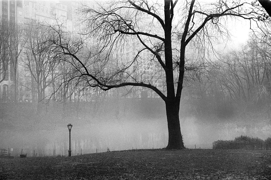 Central Park Fog Photograph