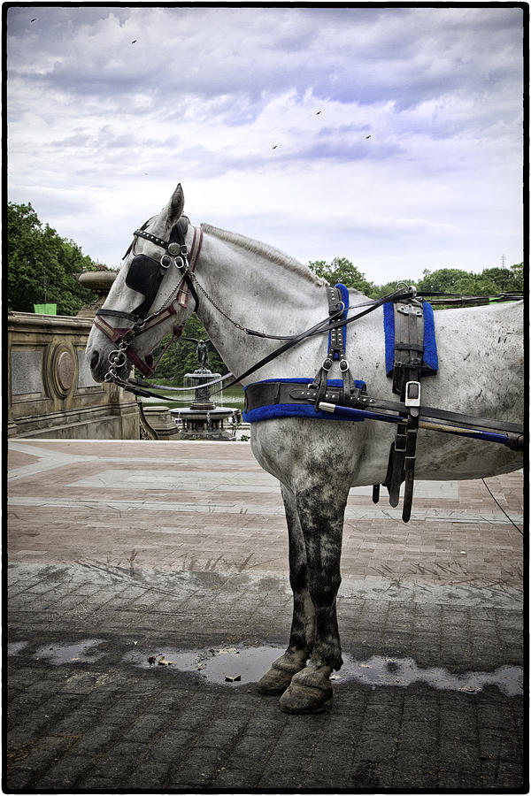 Central Park Horse Photograph by Madeline Ellis