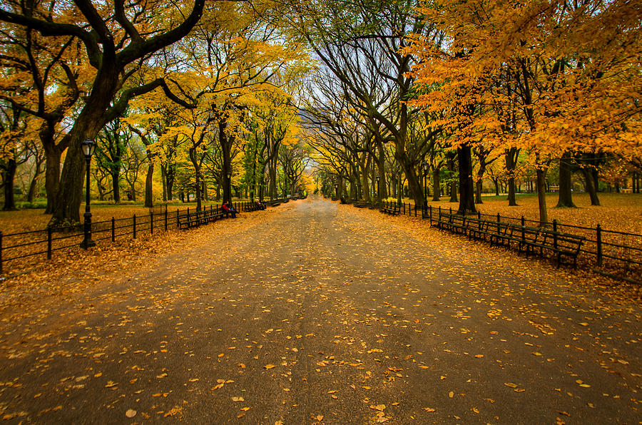 Central Park in Autumn Photograph by Dave Hahn - Fine Art America
