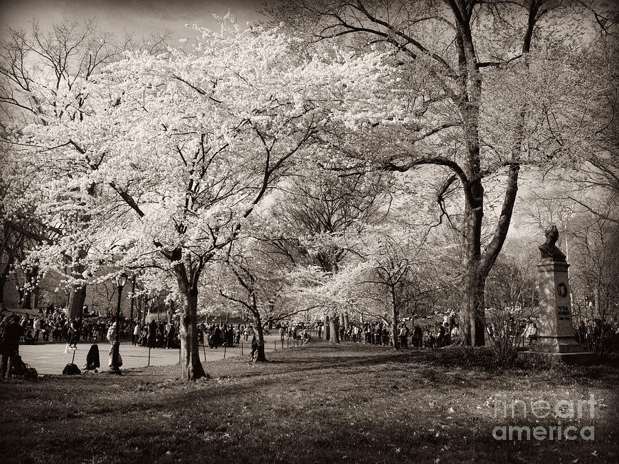 Central Park Photograph - Central Park in Bloom - Antique Appeal by Miriam Danar
