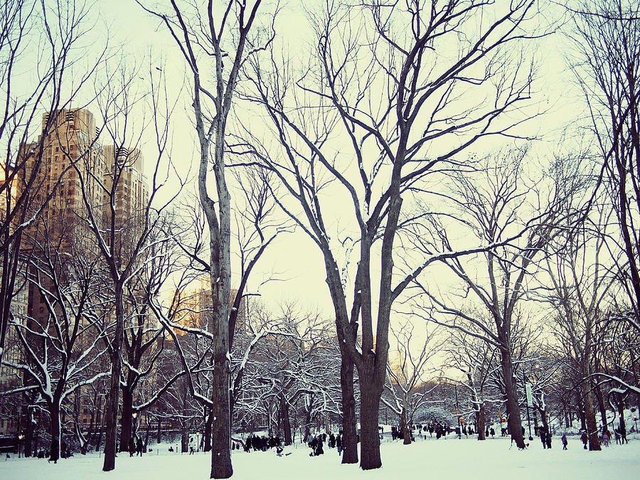 Central Park In Snow Photograph by Photo By Francesca Russell