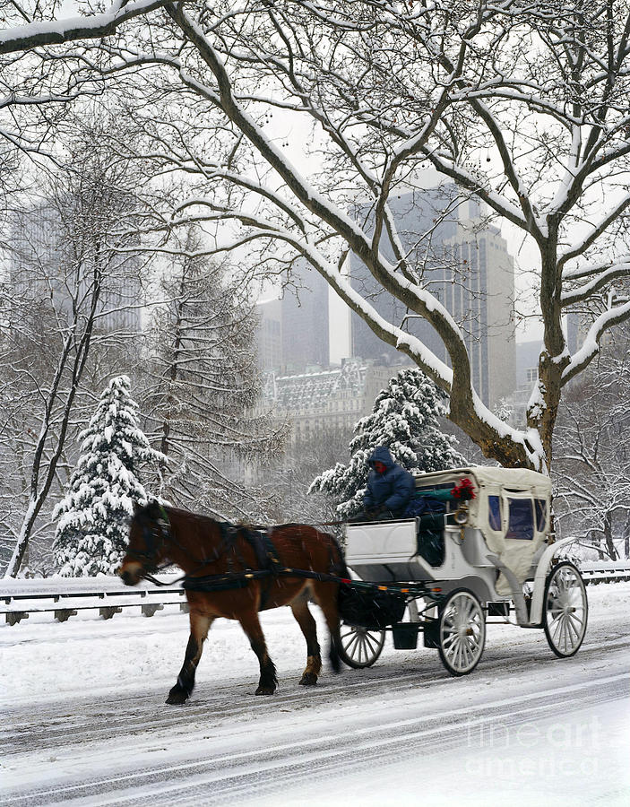 Central Park In Snowfall Photograph by Rafael Macia