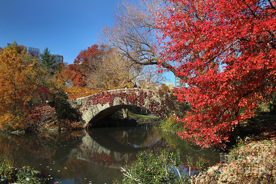 Central Park in the Fall-1 Photograph by Steven Spak