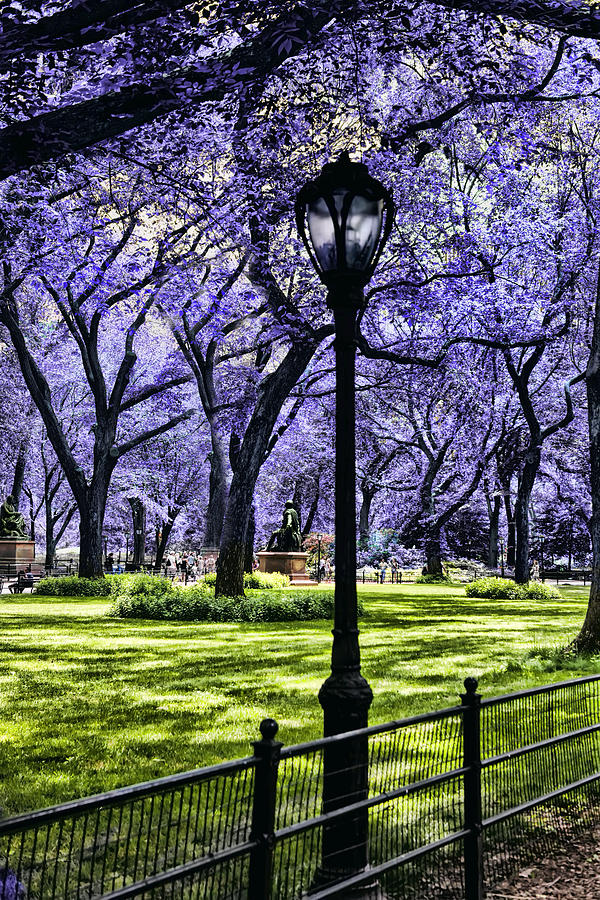 Central Park Photograph - Central Park in the Spring by Evie Carrier