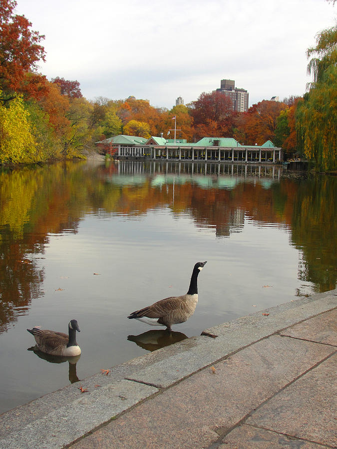 Fall Photograph - Central Park Lake Geese by Brooke Fuller