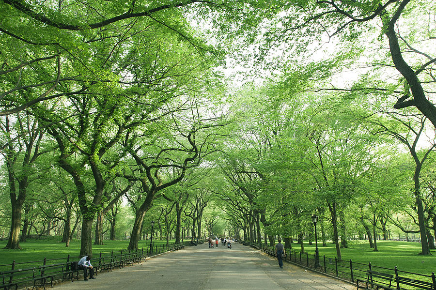 Central Park Mall with green trees, New York City, USA Photograph by Alexander Spatari