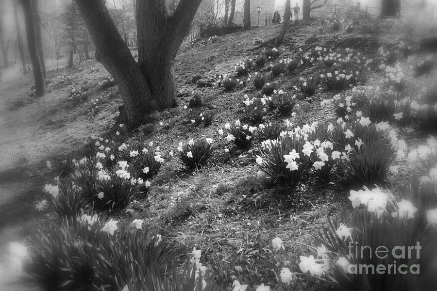 Central Park New York - Spring Daffodils - Black and White Photograph by Miriam Danar