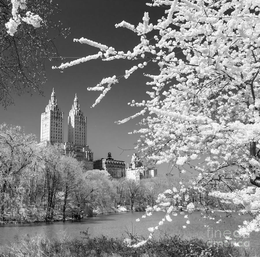 Architecture Photograph - Central Park - Nyc by Luciano Mortula
