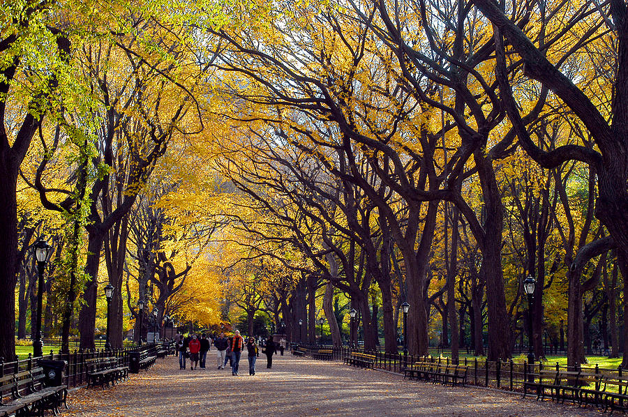 Central Park Path Photograph by Yue Wang