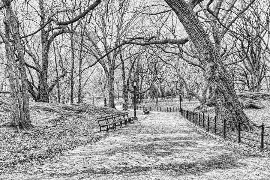 Central Park Sketch Drawing by John Delong Fine Art America