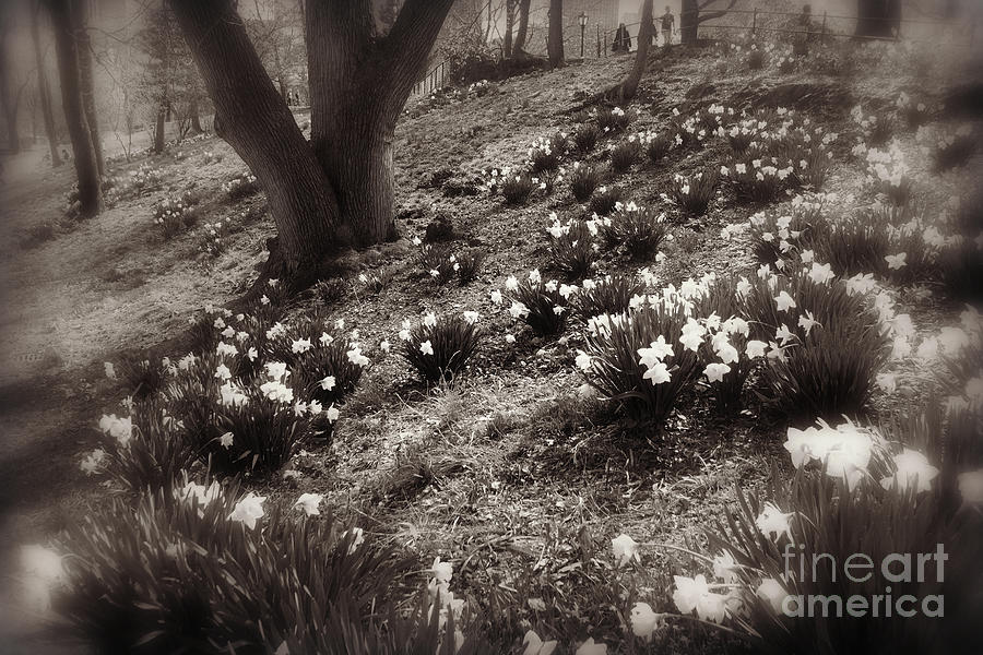 Central Park Spring - Antique Appeal Photograph by Miriam Danar