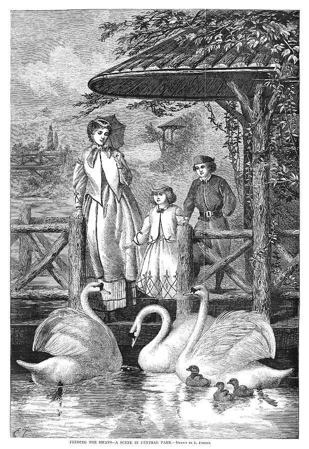 Central Park Swans, 1867 Painting by Granger