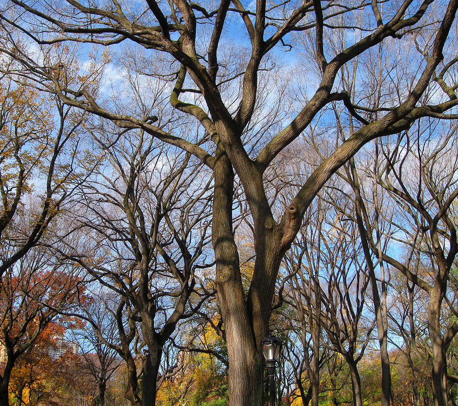 Central Park Trees Photograph by Daniel Schubarth