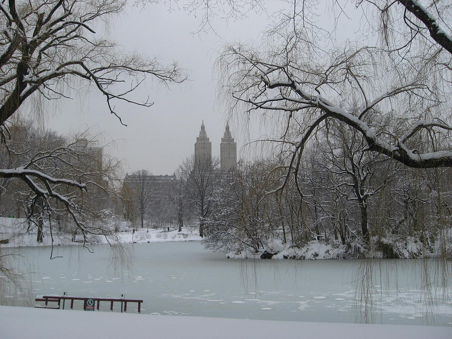 Central Park Tundra Photograph by Catie Canetti