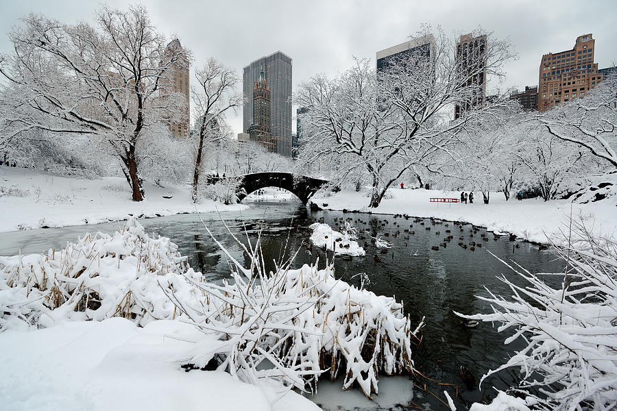Central Park winter Photograph by Songquan Deng