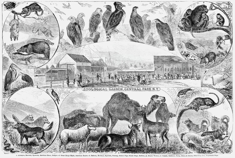 Central Park Zoo, 1866 Painting by Granger