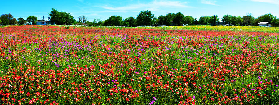 Central Texas Wildflower Wonderland Panorama Photograph by Lynn Bauer