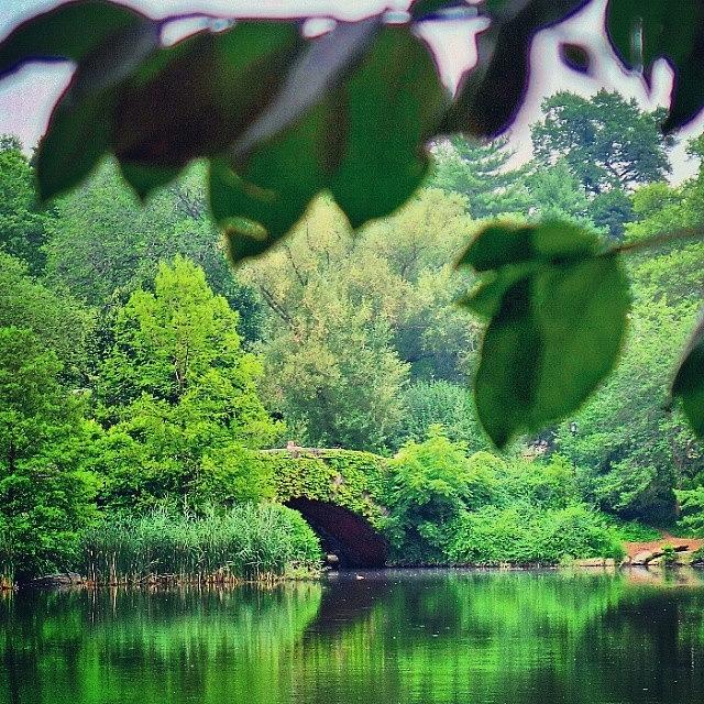 Central Park Photograph - Green NYC by Charlie Cliques