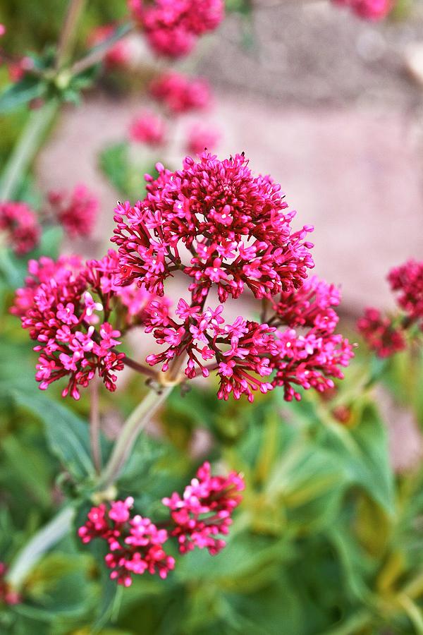 Centranthus Ruber Photograph by Dan Sams/science Photo Library
