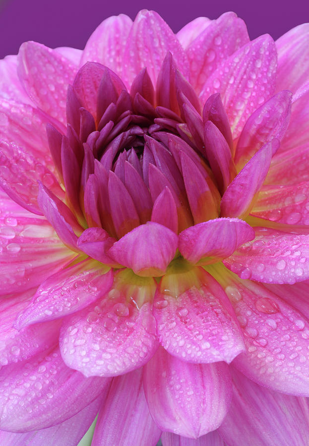 Centre Of A Pink Dahlia Flower, Close-up Photograph by Rosemary Calvert