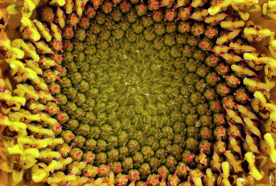 Centre Of A Sunflower Photograph by Dr Jeremy Burgess/science Photo Library