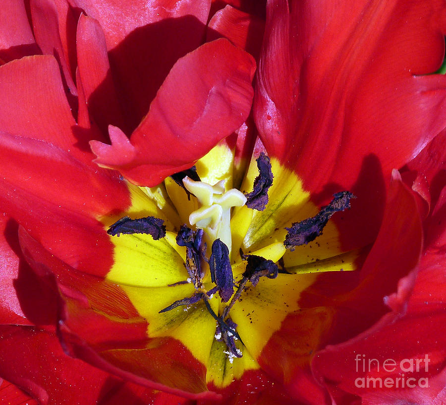 Centre of a Tulip Photograph by Lynn Bolt