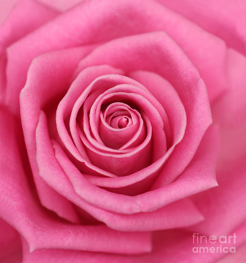 Rose Photograph - Centre of pink rose by Rosemary Calvert