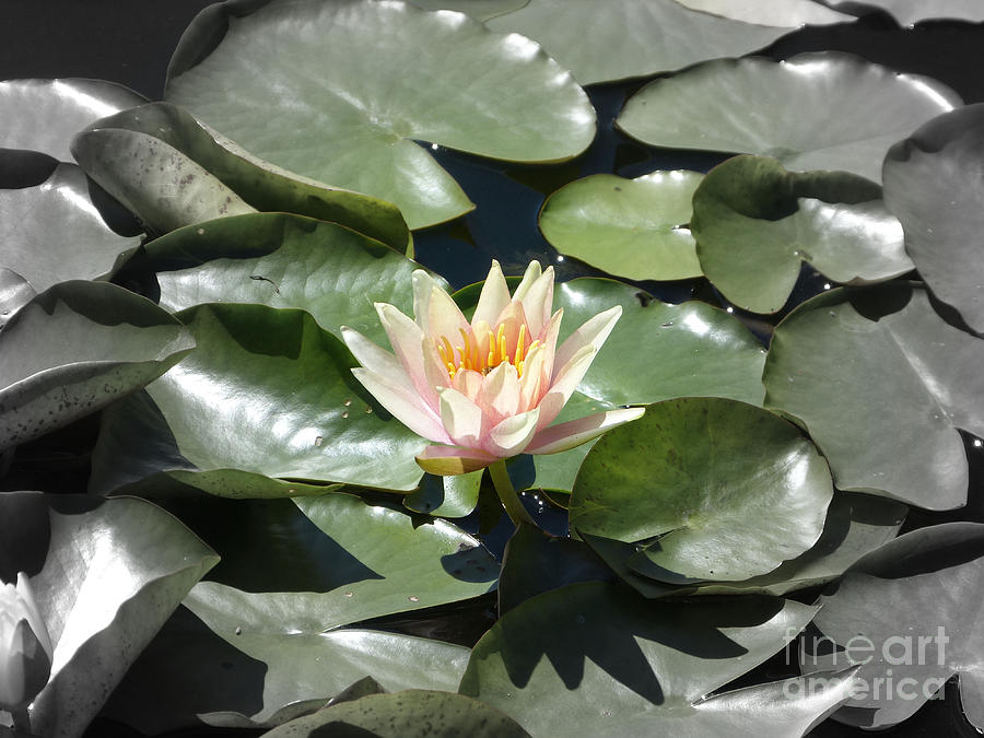Lone Waterlily Photograph by Marguerita Tan