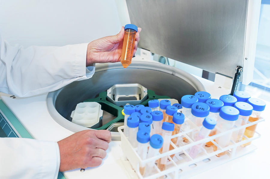 Centrifuging A Blood Sample Photograph by Arno Massee/science Photo Library