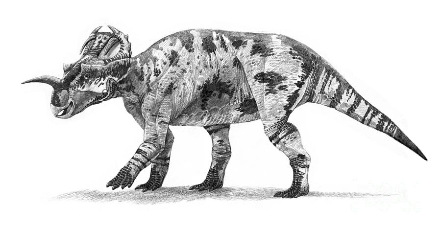 Black And White Digital Art - Centrosaurus Apertus Dinosaur by Roman Garcia Mora