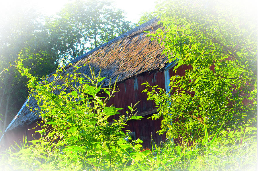 Barn Photograph - Century old barn hiding behind lush greeneries by Tina M Wenger