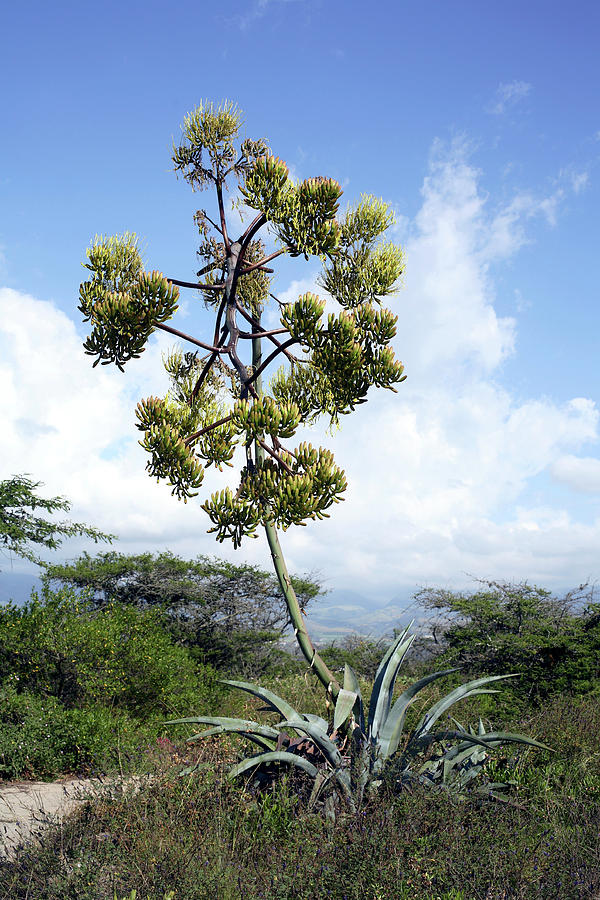 Century Plant (agave Americana) Photograph By Dr Morley Read/science ...