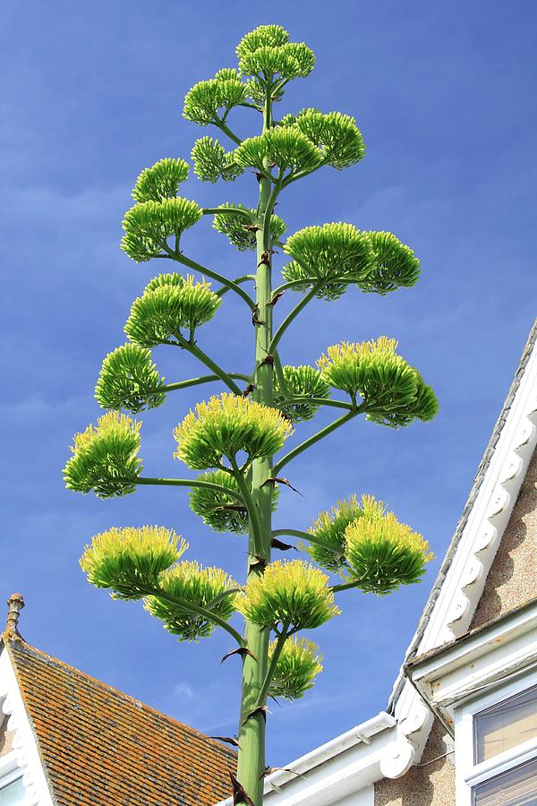 Century Plant (agave Americana) Photograph By John Wright