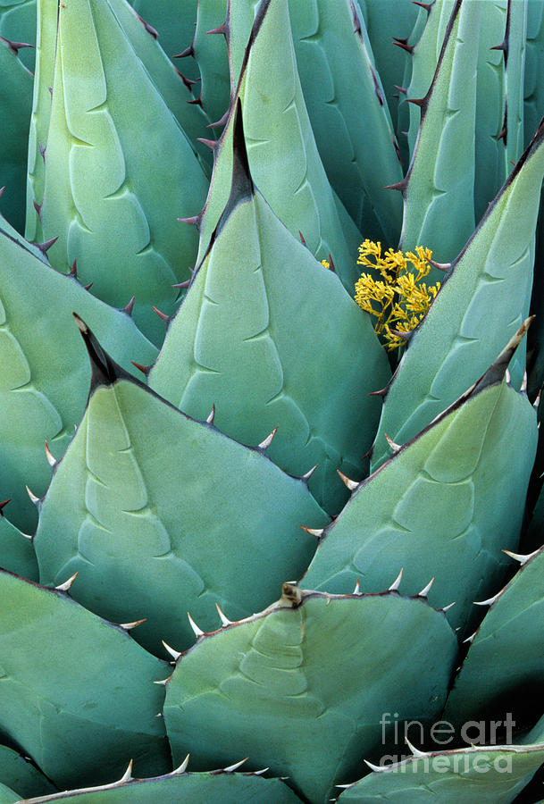 Agave Americana Photograph - Century Plant and Tiny Blossom by Inge Johnsson