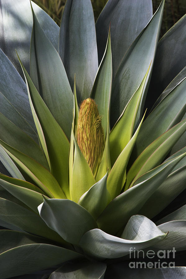 Century Plant  Photograph by Craig Lovell