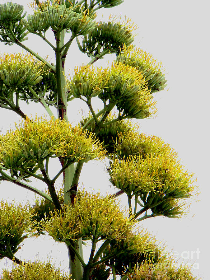 Century Plant Flower Photograph by Eva Kato