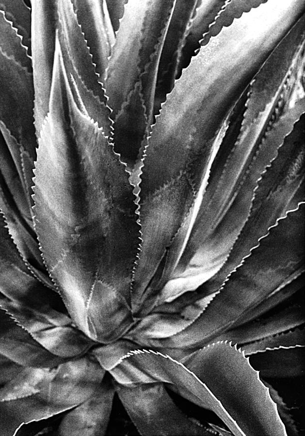 Century Plant I I Photograph by Jim Smith - Fine Art America