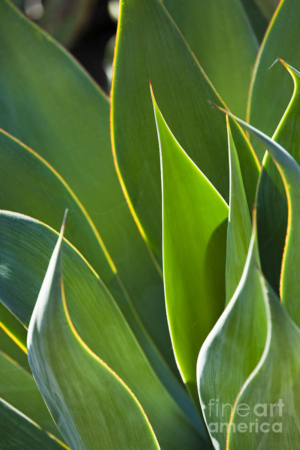 Century Plant Photograph by James L Davidson