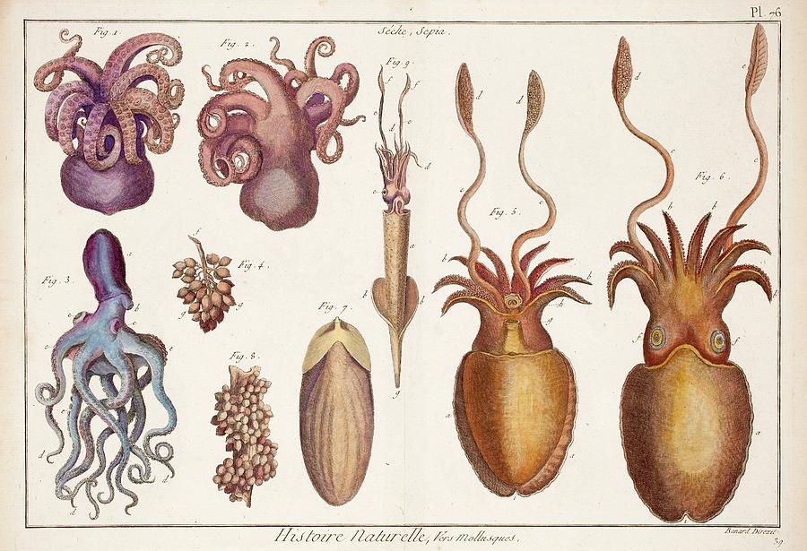 Cephalopod Molluscs Photograph by Paul D Stewart