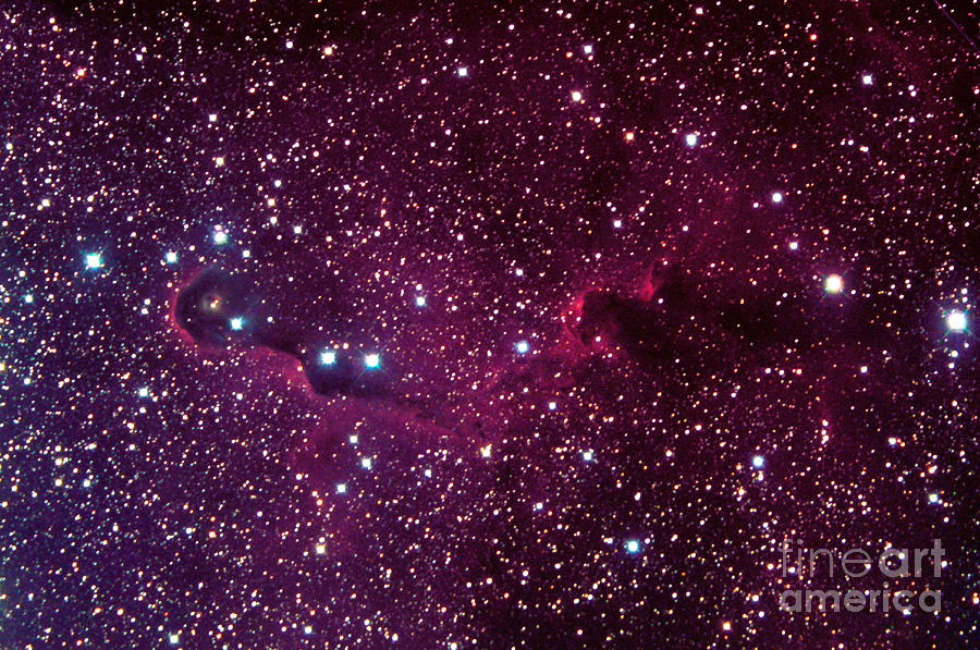 Cepheus Elelphant Trunk Nebula Photograph by John Chumack