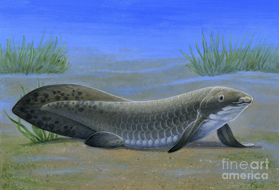 Ceratodus, An Ancient Lungfish That Digital Art by H. Kyoht Luterman