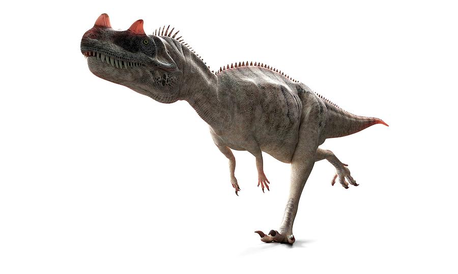 Prehistoric Photograph - Ceratosaurus Dinosaur by Sciepro/science Photo Library