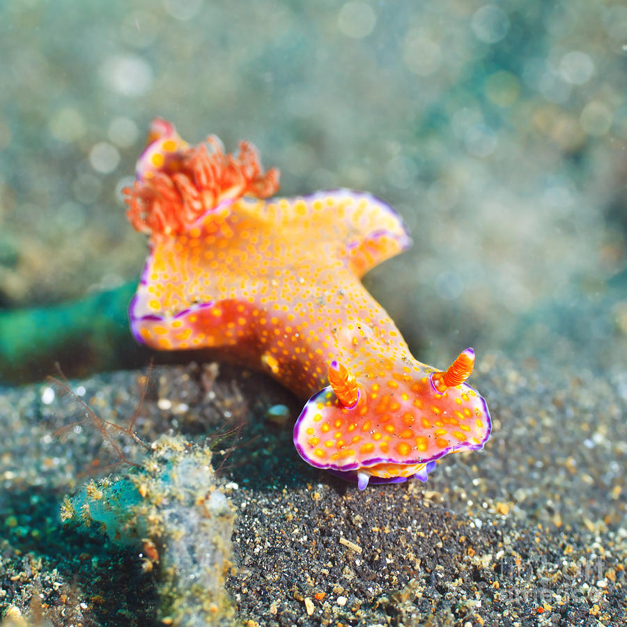 Wildlife Photograph - Ceratosoma trilobatum nudibranch by MotHaiBaPhoto Prints