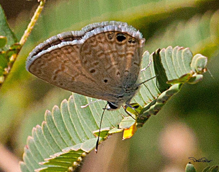 Ceraunus Blue Butterfly Photograph By David Salter - Pixels