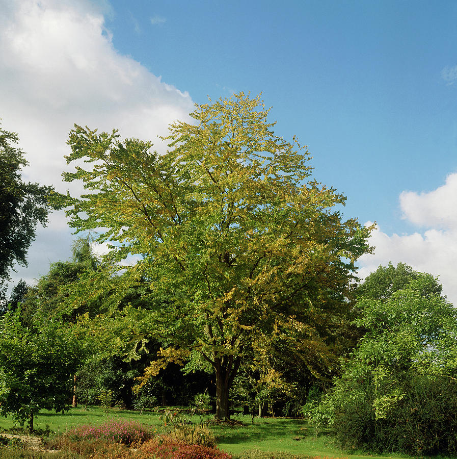 Cercidiphyllum Japonicum. Photograph by Maurice Nimmo/science Photo ...