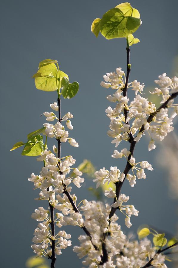 Spring Photograph - Cercis Canadensis by Maria Mosolova/science Photo Library