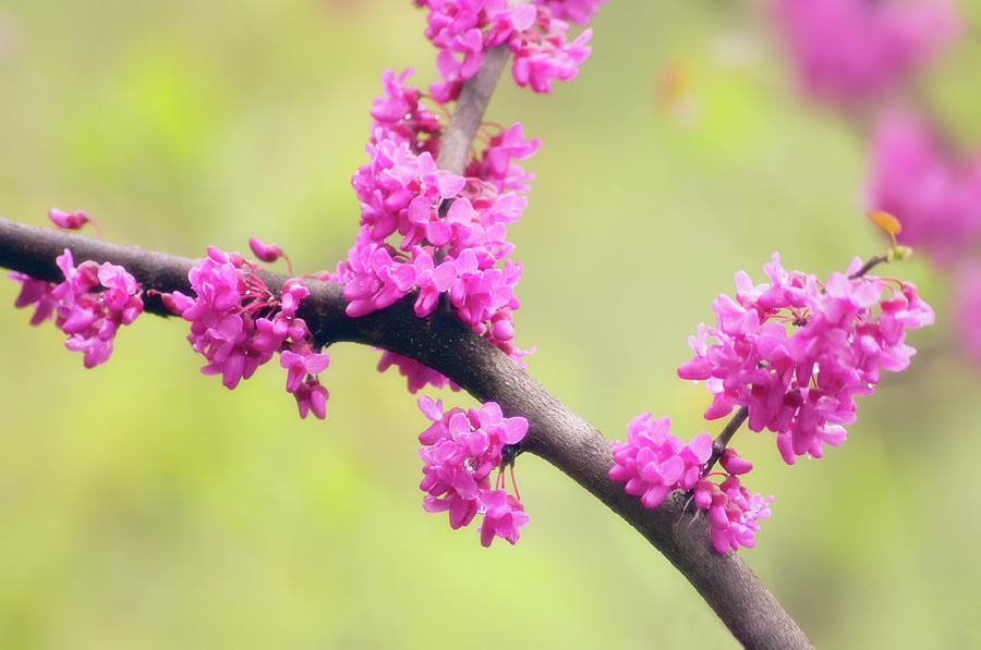 Spring Photograph - Cercis Canadensis Var.texensis oklahoma by Maria Mosolova/science Photo Library