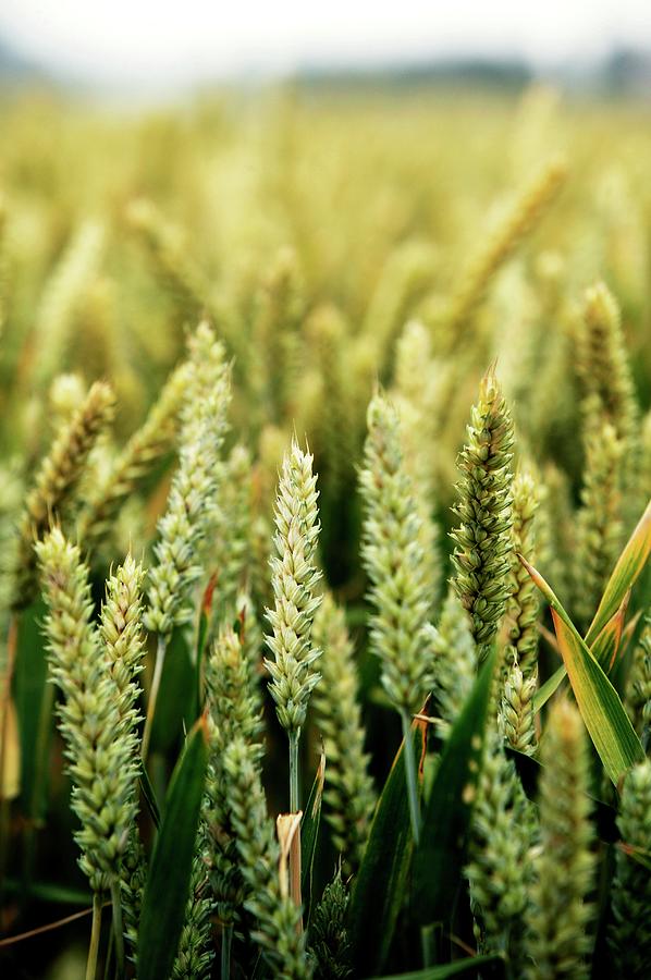 Cereal Crop Photograph by Christophe Vander Eecken/reporters/science Photo Library